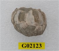 藏品(藤壺)的圖片